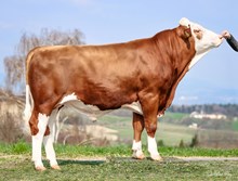 73635 Wotan Pp