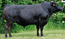98104 YOJIMBO WG006