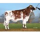 VR Vesty 24063