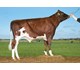 VR Frit PP 24072