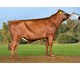 VR Faras P 24075