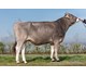 Vesper 34115