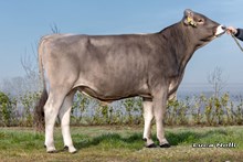 34115 Vesper