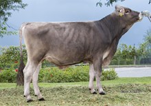 34117 Pepito