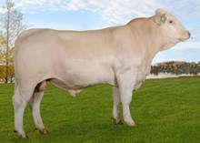 70150 Joker av Dillerud 