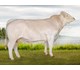 Moses av Dillerud 70183