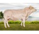 Niklas av BAKKE 70192