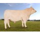 Otello P av Stang 70202