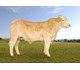 Rival P av BAKKE 70222