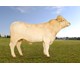 Rudolf av Kindseth 70224