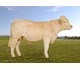 ROYAL P AV FLITTIE 70226