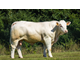 ROYAL P 70232