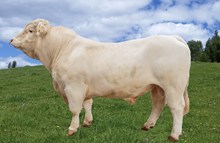 70245 Triumf P av BAKKE