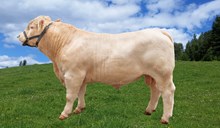 70254 Ulf P av Arnøen Lille