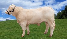 70256 Uranus PP av Helstad