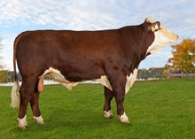 71073 INGOLF av Knirk