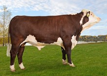 71074 Ivo av Hånde