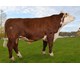 James PP av Rindal 71081