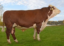 71083 Jackson av Birkeli 366