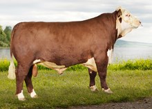 71087 Kaizer av Rindal