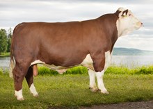 71088 KIWI AV SØNDRE MO