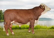 71096 Loke av Knirk