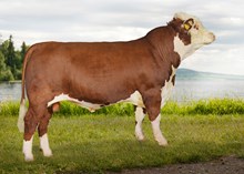 71098 Lonestar av Birkeli