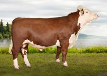 71113 Nils P av Viersdalen