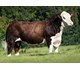 NETHERALL 1 JACK P602 71117