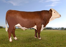 71120 Omaha PP av Birkeli