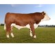 Omnitron P av Rindal 71121