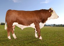 71121 Omnitron P av Rindal