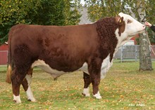 71126 VB Wandil