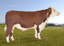 71128 Pedro PP av Prostmyra