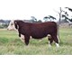 KE WARRA MAXWELL R156 71138