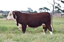 71138 KE WARRA MAXWELL R156