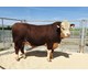 Samson PP av Rygnestad 71143