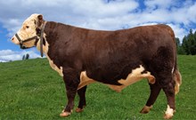 71152 Umbrako P av Deset