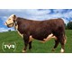 Umbrako P av Deset 71152