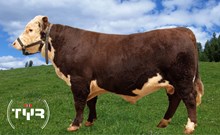 71152 Umbrako P av Deset