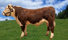 71153 Uno PP av Teksum/Svensson