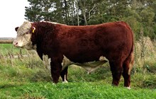 71154 Moeskaer Playmaker