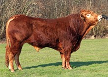 72134 Bakkens Polled Gigolo