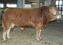 72143 Polled Sheriff