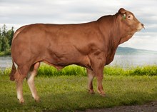 72198 Karamell av Utgårdstrøen