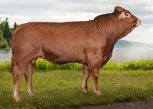72199 Kilroy P av Nørstegård