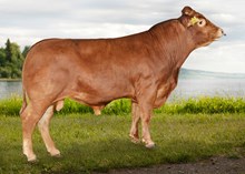 72217 Lars Rocko av Holann