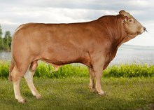 72219 Lars Vegas P av Hovde