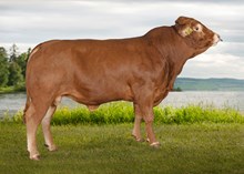 72238 Mikal PP av Refling