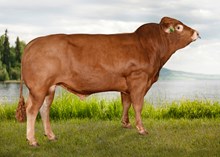 72256 Nestor P av Utgårdstrøen